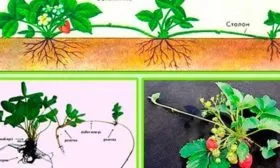 Размножение усами