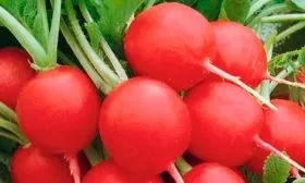 редис-чемпион