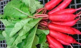 редис Красный великан