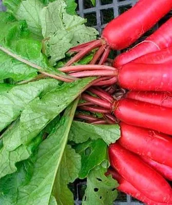 Красный великан