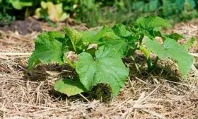 Рыхление и мульчирование