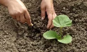 Рыхление и прополка