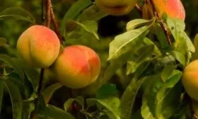 Самоплодность и необходимость опылителей