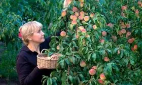 Сбор и хранение