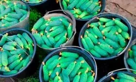 Сбор и хранение урожая