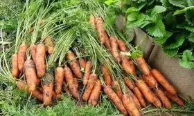 Сбор и хранение урожая