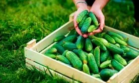 Сбор и хранение урожая