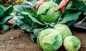 Сбор и хранение урожая