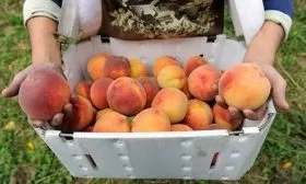 Сбор и хранение урожая