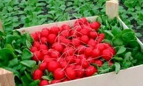 Сбор и хранение урожая