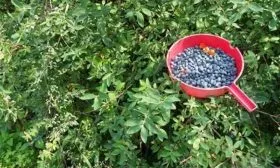 Сбор урожая