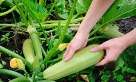 Сбор урожая