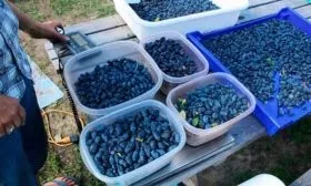 Сбор урожая и применение