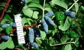 Урожайность