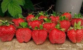 урожайность