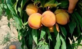 Урожайность