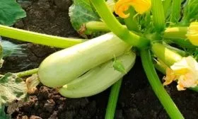 Сроки созревания