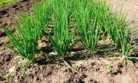 Shallotts in the Garden