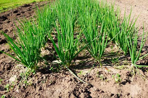 Shallotts in the Garden