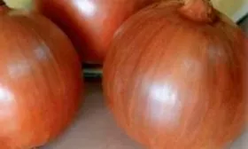 Созревание и урожайность