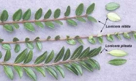 Способы размножения