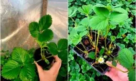 Сроки и правила высадки