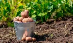 Сроки посадки