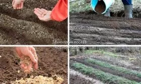 Сроки, схема и правила посадки