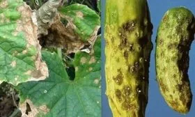 Стойкость к заболеваниям и вредителям