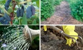 уход и полив