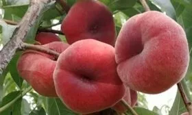 Уход и выращивание