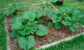 Уход за кабачками