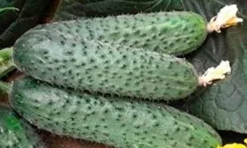 Назначение и вкусовые качества плодов