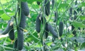 Урожайность огурца Бьёрн