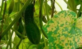 Устойчивость к болезням и вредителям