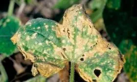 Устойчивость к заболеваниям и вредителям