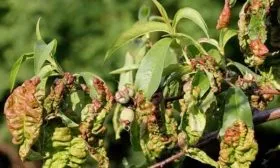 Устойчивость к заболеваниям и вредителям