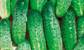 Вкус и предназначение