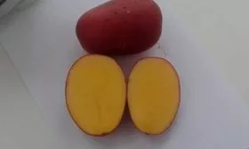 Вкусовые качества и химический состав сорта