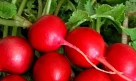 Внешние параметры растения и корнеплодов