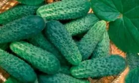 Внешние показатели кустов и плодов