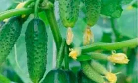 Внешние показатели растения и зеленцо1в