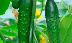 Внешние показатели растения и зеленцов