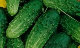 Внешние показатели растения и зеленцов