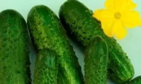 Внешние показатели растения и зеленцов