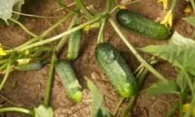 Внешние показатели растения и зеленцов