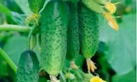 Представление о сорте