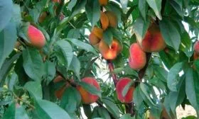 Внешний вид дерева