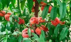 Внешний вид дерева