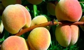 Внешний вид дерева